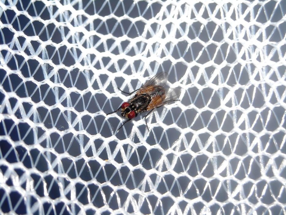 Flies Mosquito Nets