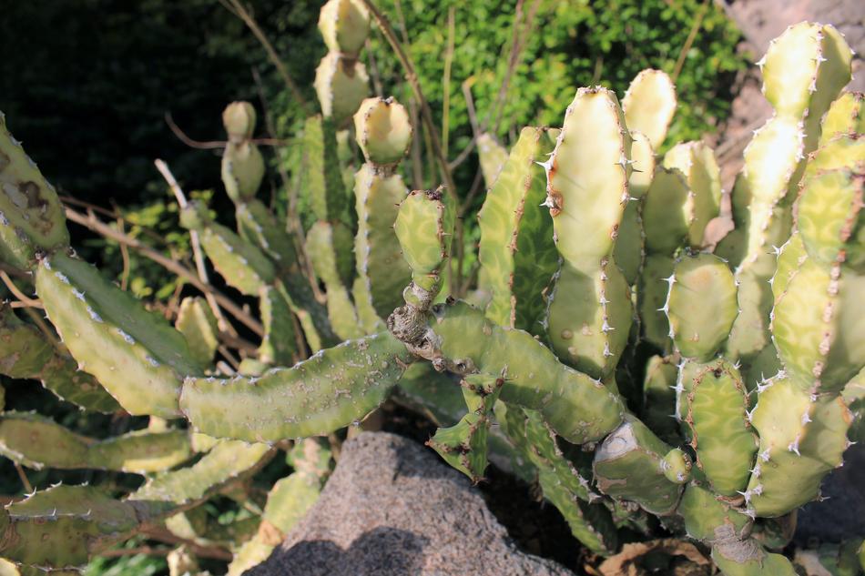 Selenicereus Anthonyanus Cactus