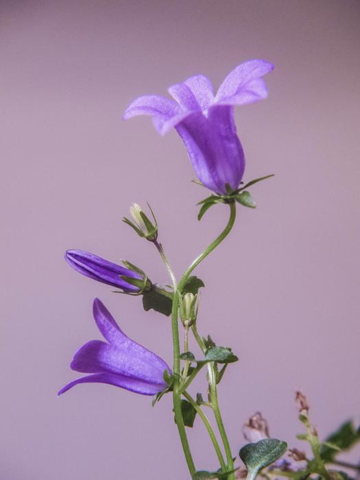Bellflower as a spring flowers