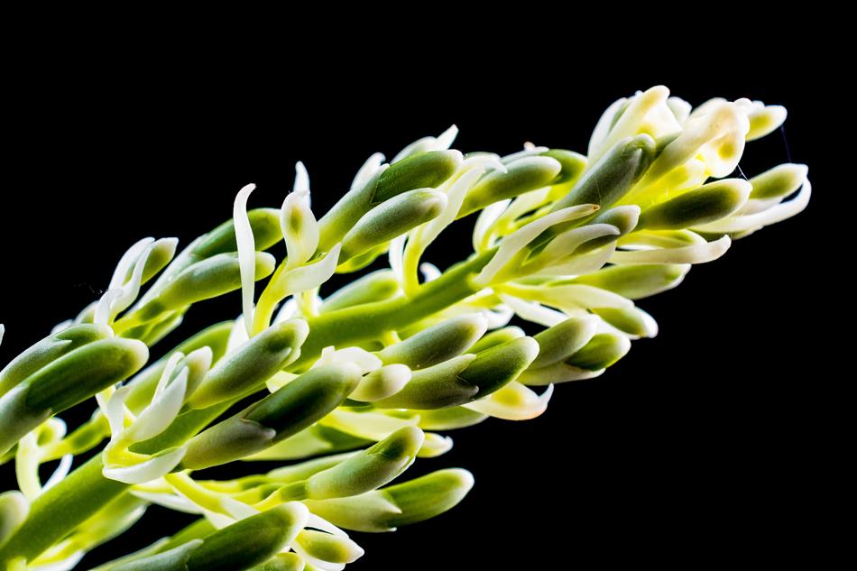 Flower Panicle Green