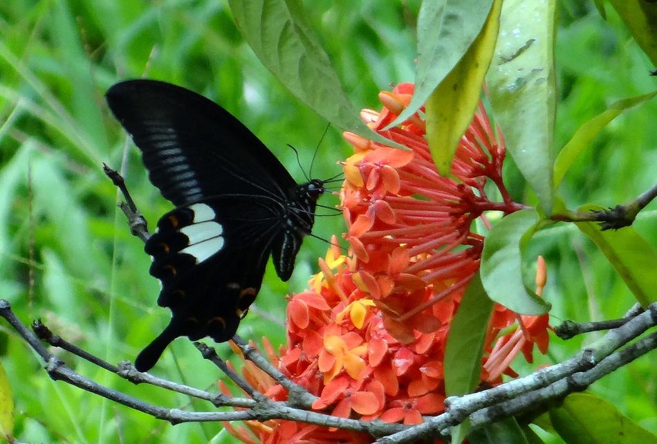 Common Mormon Butterfly Papilio