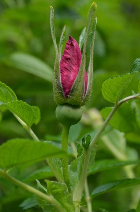 Hibsikus Blossom pink green