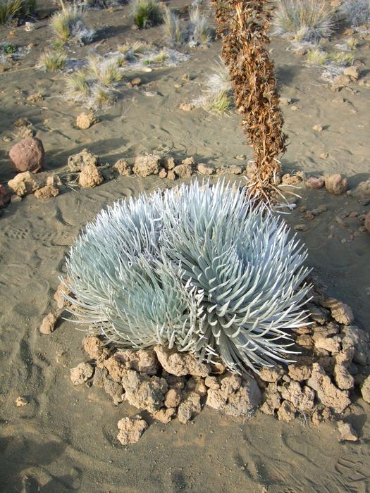 Silversword Grass on beach