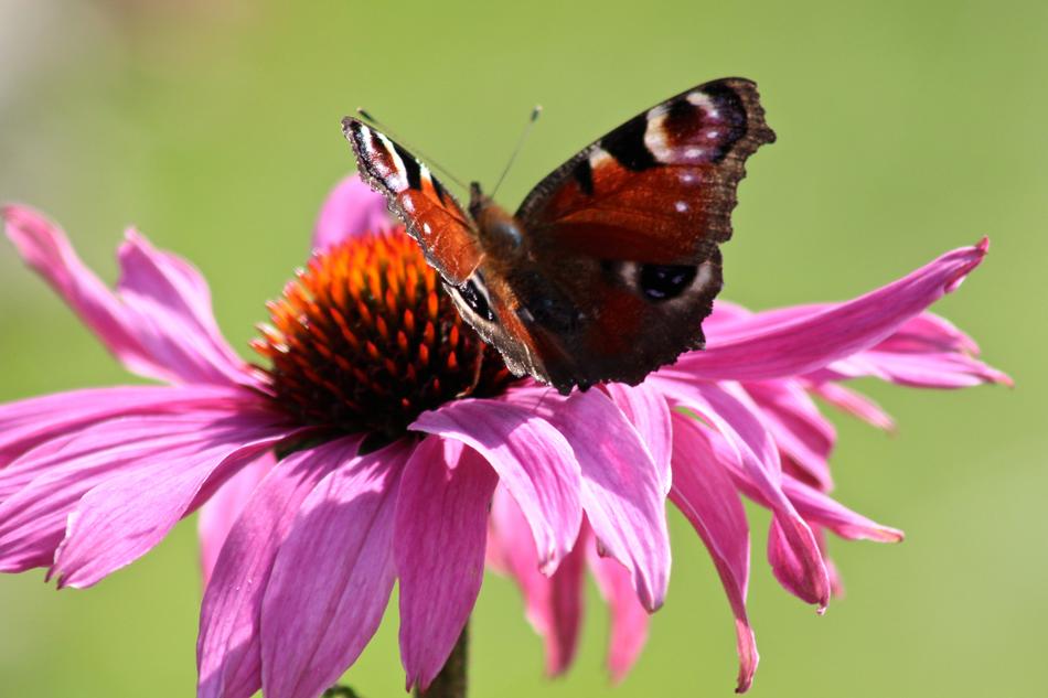 Butterfly Beautiful Tender