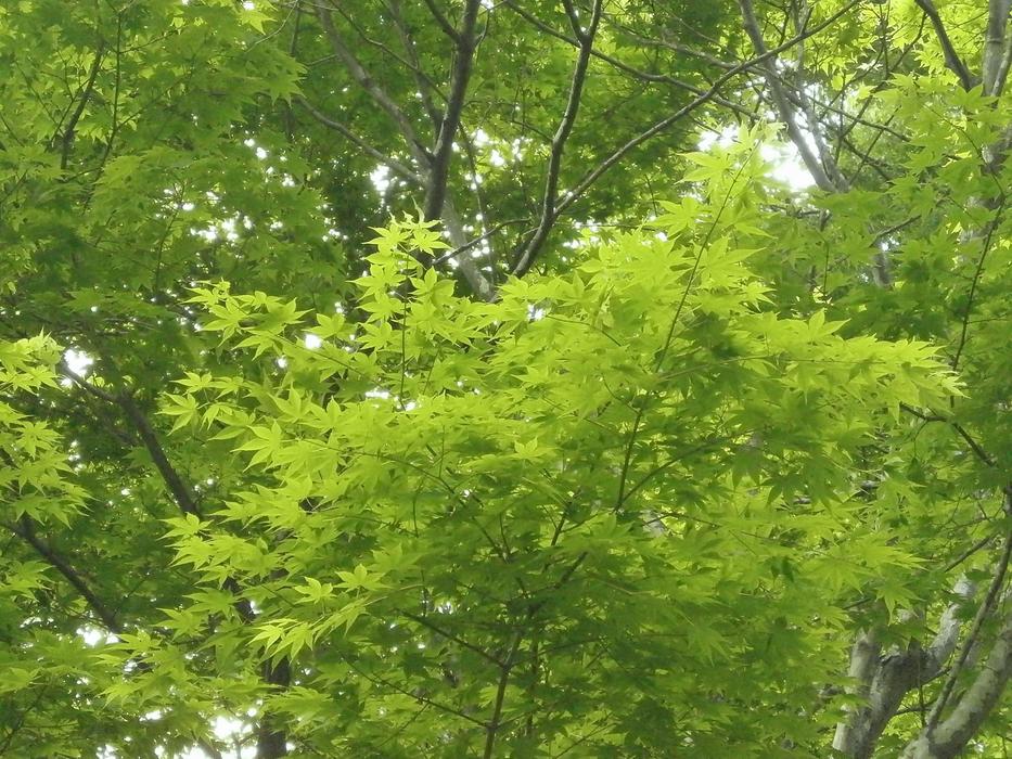 Maple Green Fresh trees