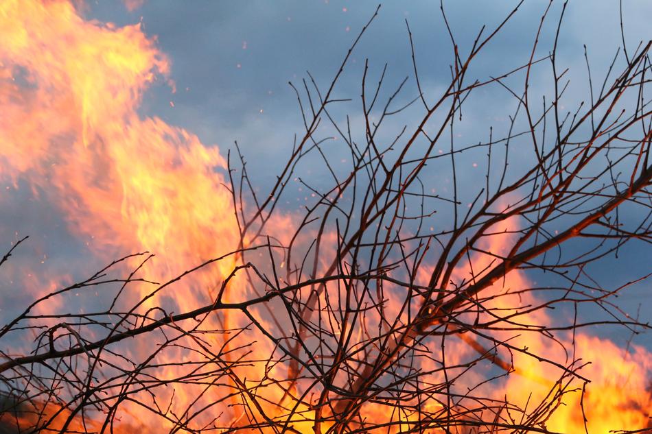 Fire Brand Bush Wood