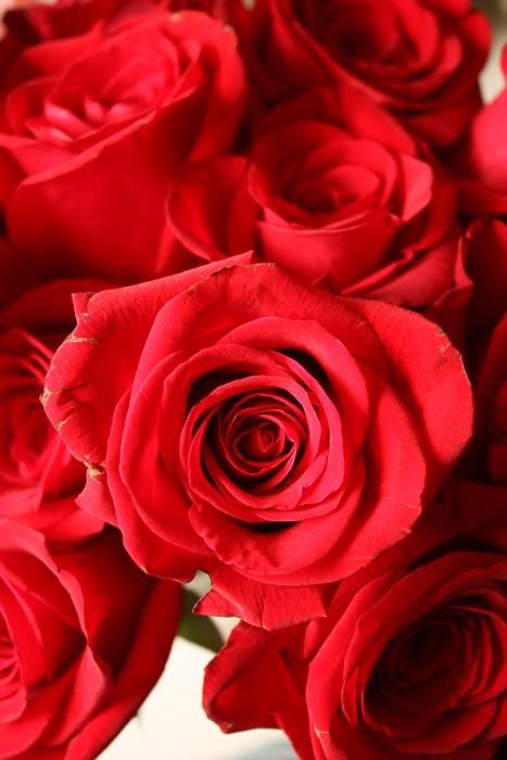 Flowers Roses red