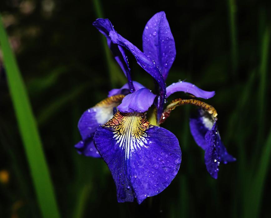 Close-up of the beautiful, colorful iris flower, after the rain