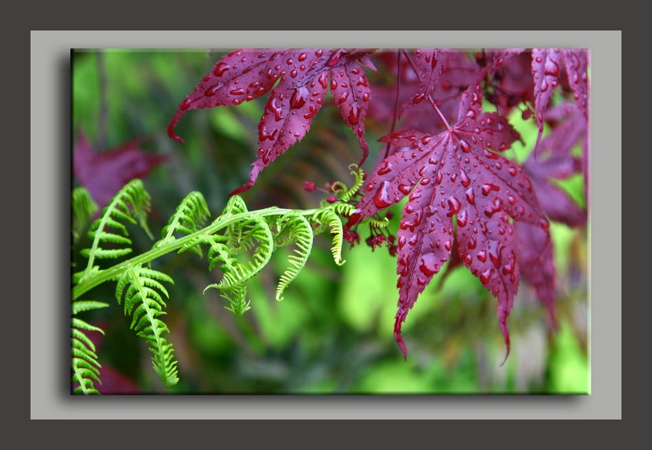 Fern Maple Rain
