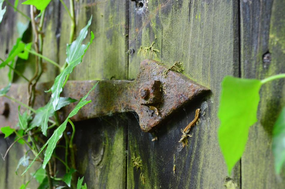 green ivy and rusty door hardware