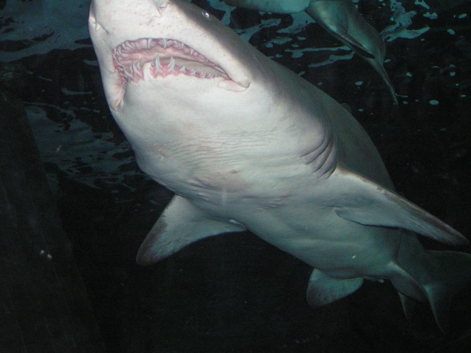 Shark Saltwater Marine
