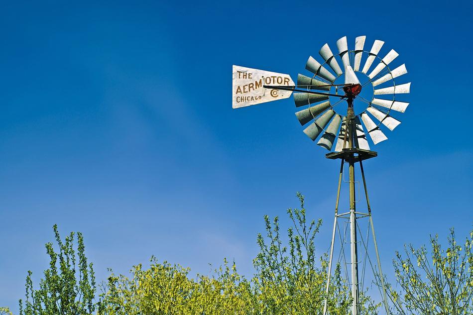 the treetops and windmill in Seattle