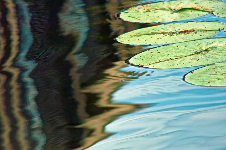Water Lily Pond