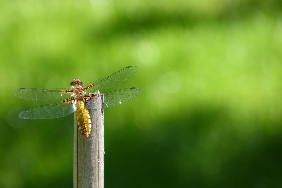Dragonfly Sailing