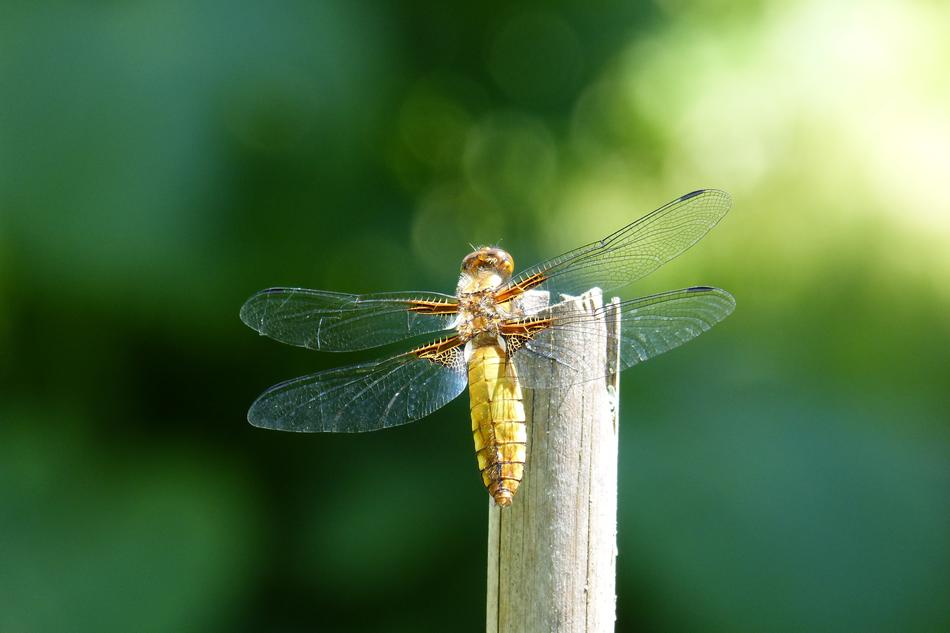 Dragonfly Sailing