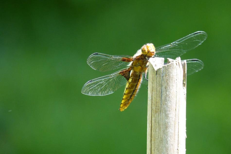 Dragonfly Sailing