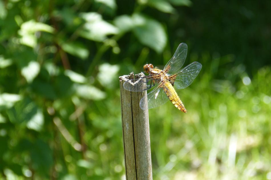 Dragonfly Sailing