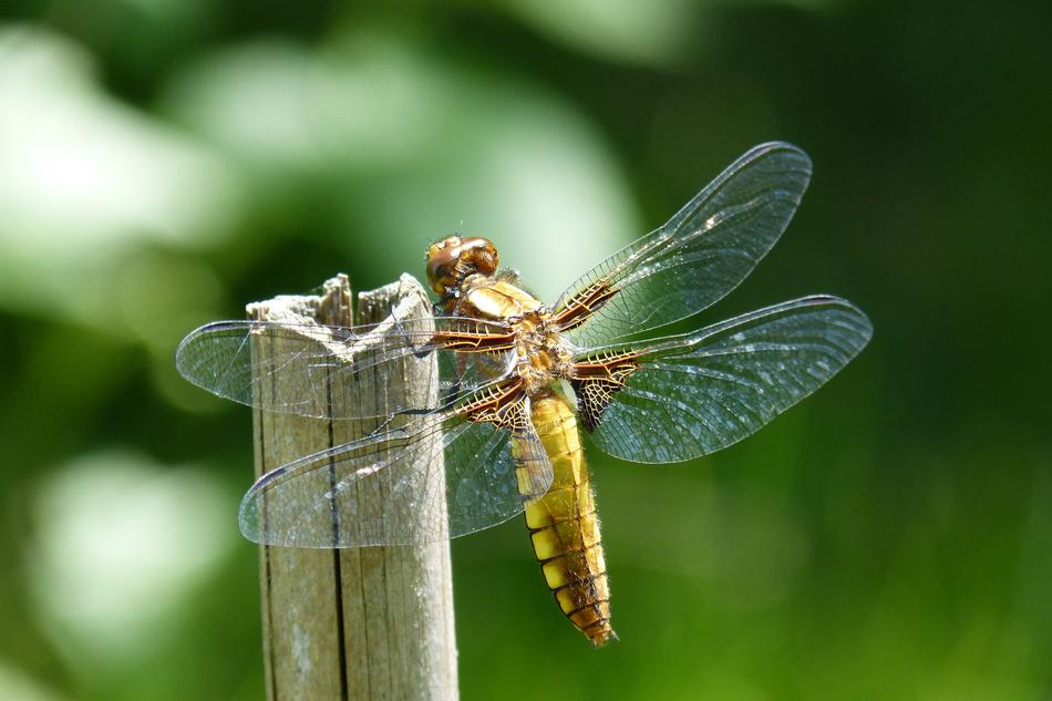 Dragonfly Sailing