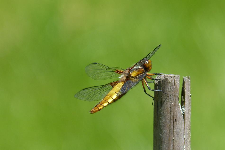 Dragonfly Sailing