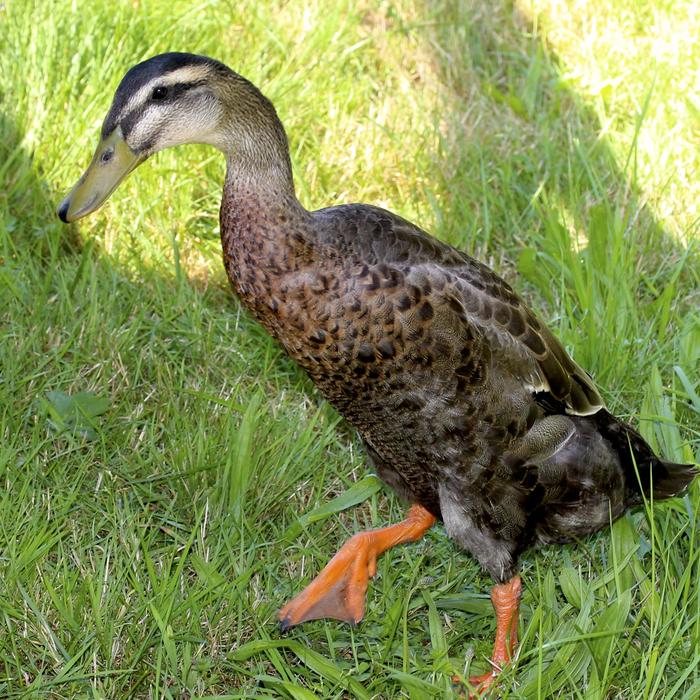 Running Duck Livestock