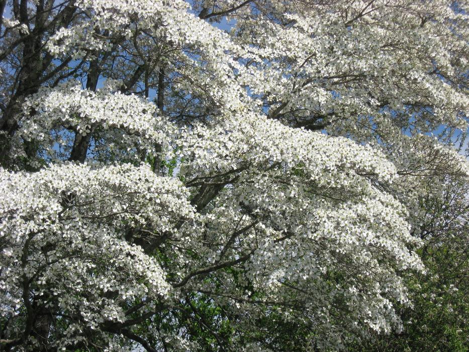 Dogwood Boughs Steps To