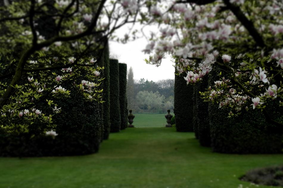 Classical garden Magnolia