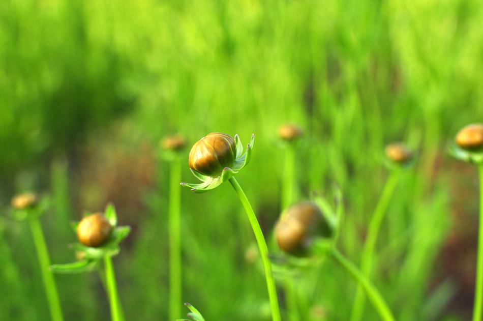 Flower Buds Flowers