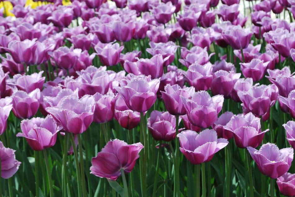 Flowers Tulips Spring