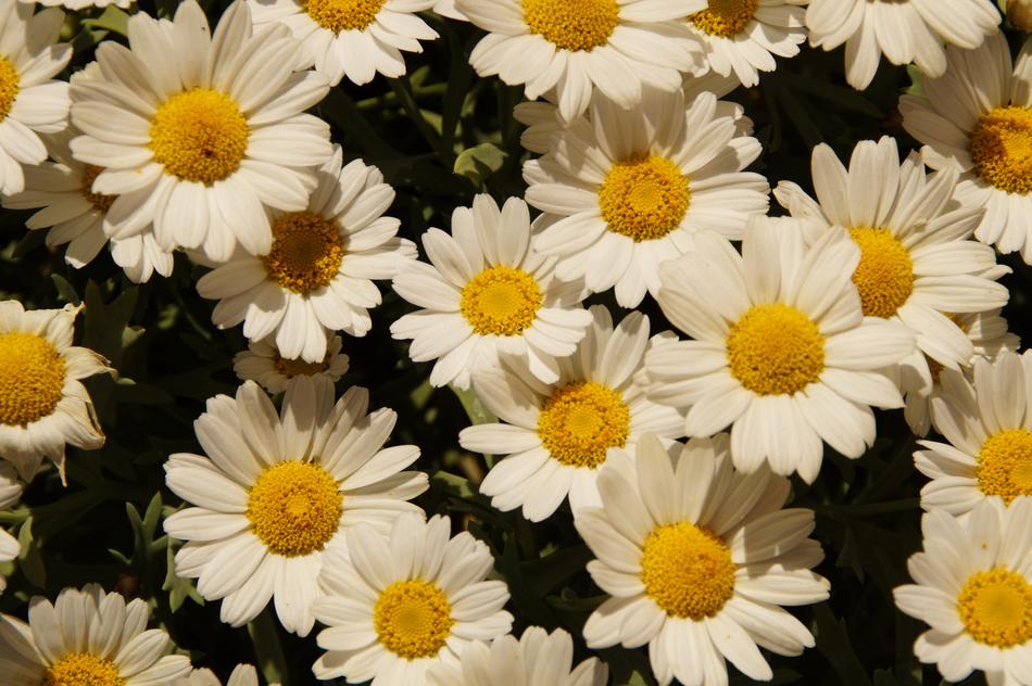 Daisies Margheriten Flowers