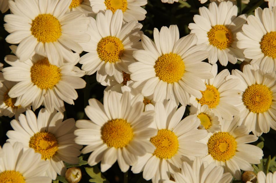 Margheriten Daisies Flowers