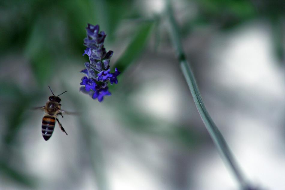 Bee, flying near the beautiful, blue flowers, in the spring