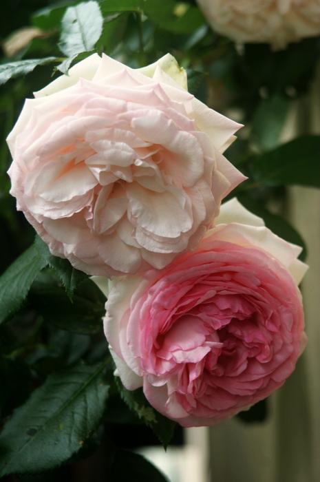 Rose Floribunda Blooms close-up