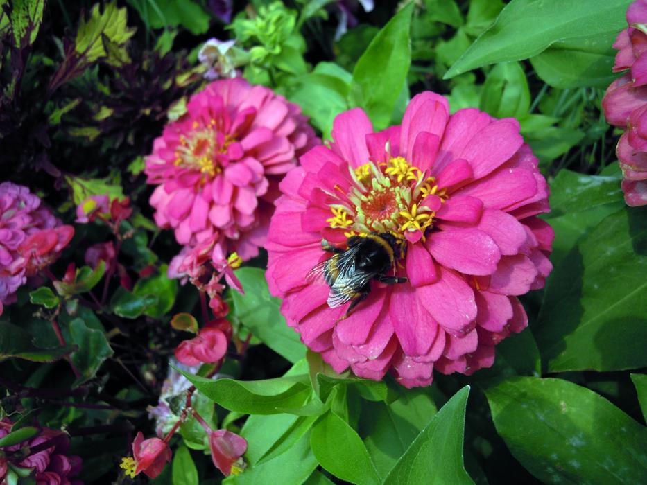 Flower Bed Zinnias Hummel