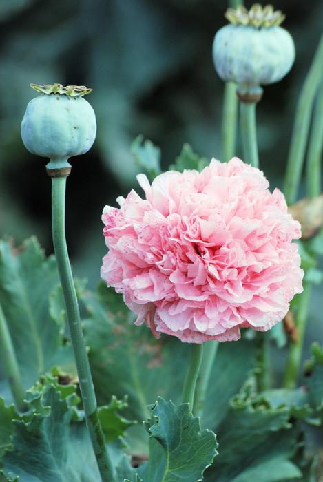 pink carnation on the background of poppy bolls