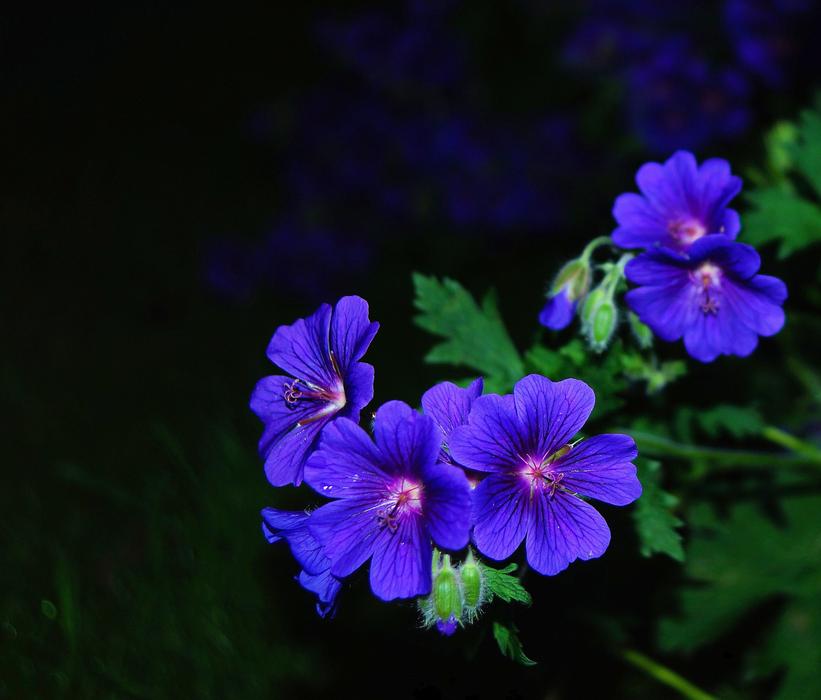 bright blue flowers in the dark