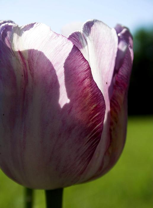 closeup view of purple Tulip at backlight