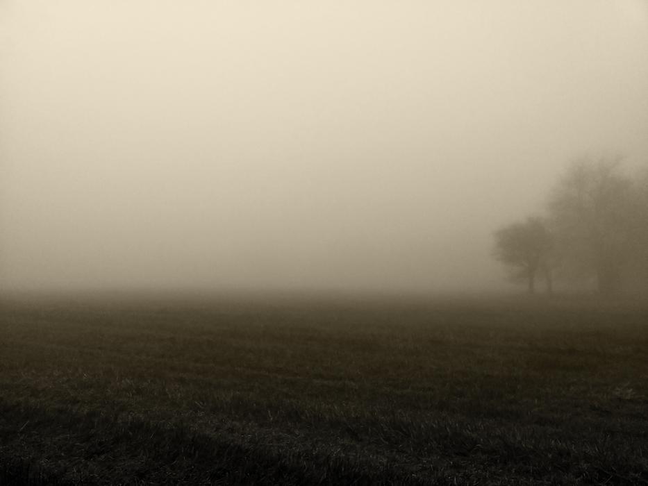 Fog Morning Atmosphere