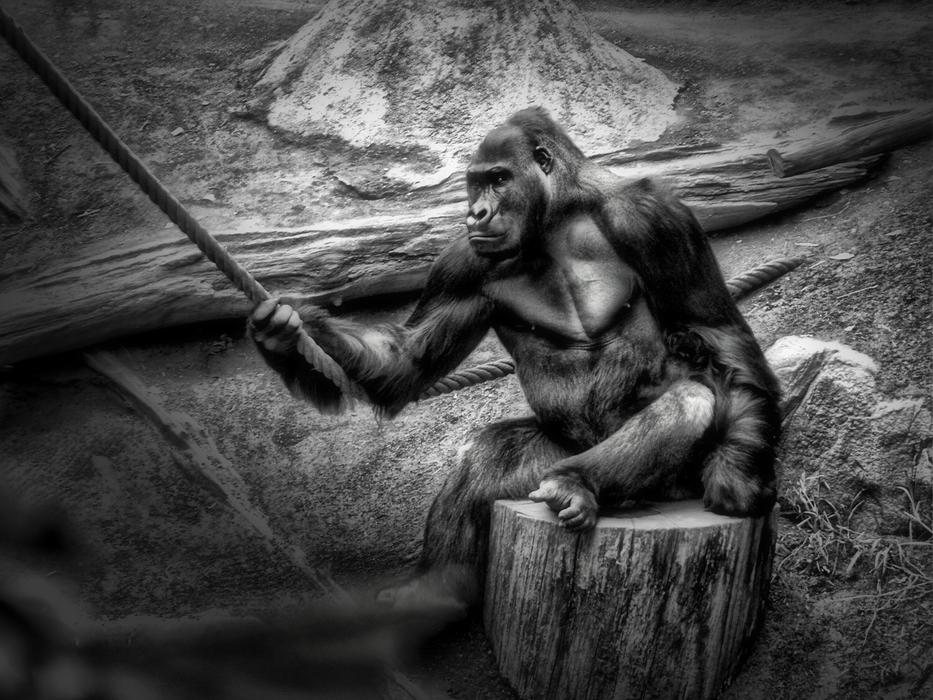 Monkey Gorilla Habitat