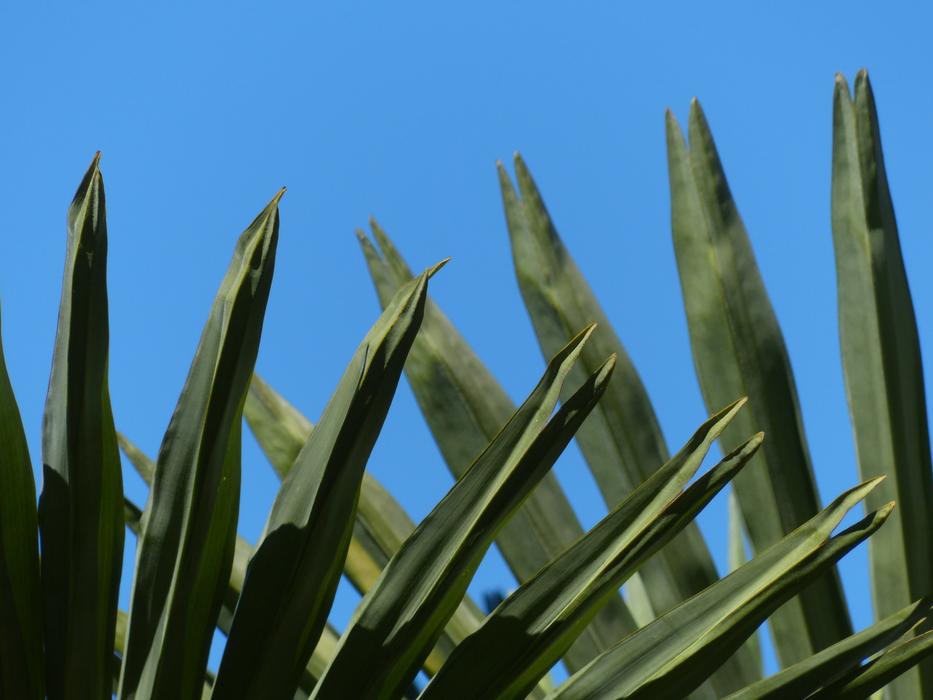 Leaf Fronds Green Canopy