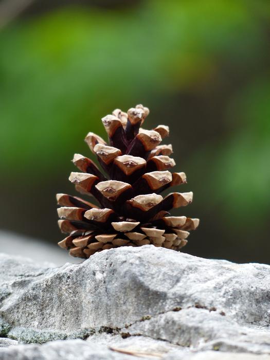 Pine Cones seeds