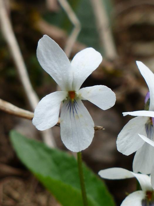 Parma Violet White in the garden on a blurred background