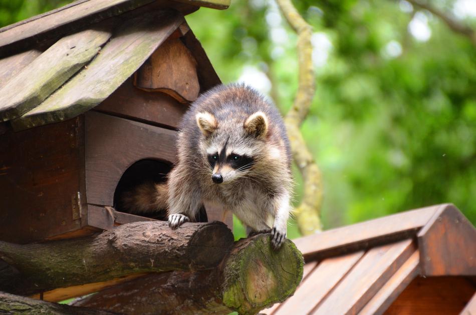 Raccoon Güstrow