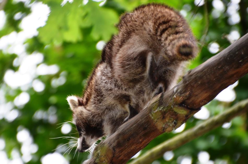 Raccoon Güstrow
