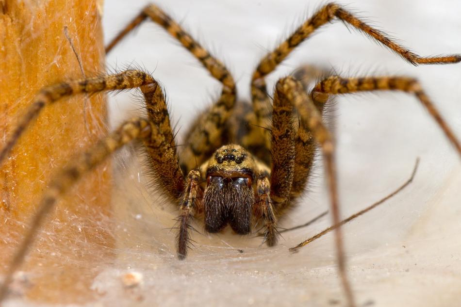 PokoutnÃ­k Spider