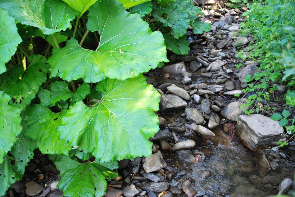 Creek Burdock Water