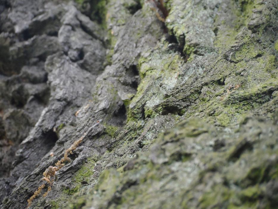 The Bark Tree