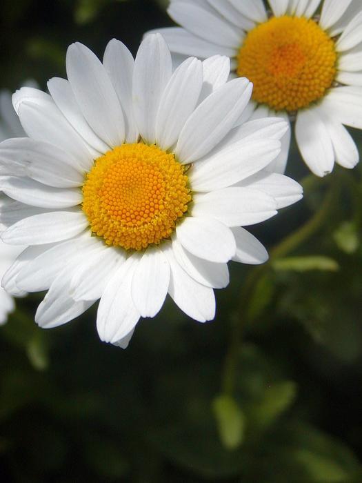 Daisy Spring Yellow