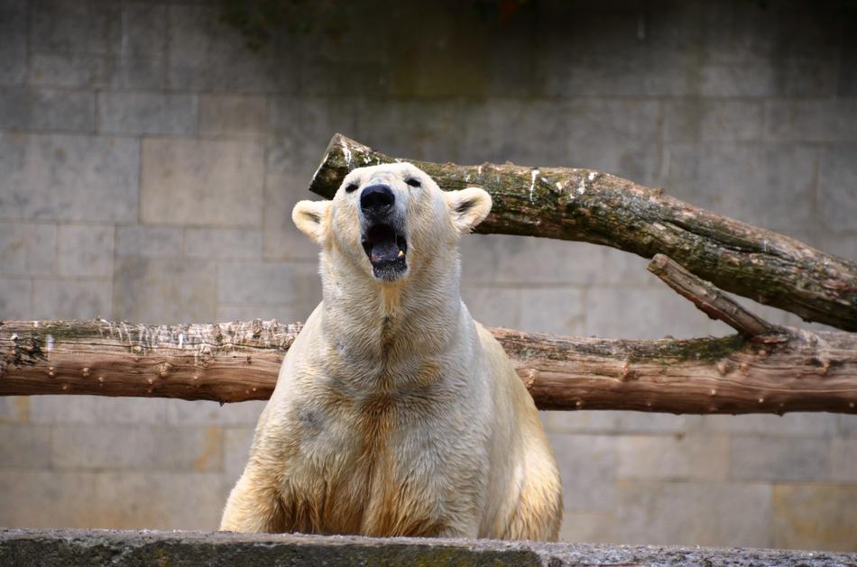 Polar Bear Roar Growl Ursus