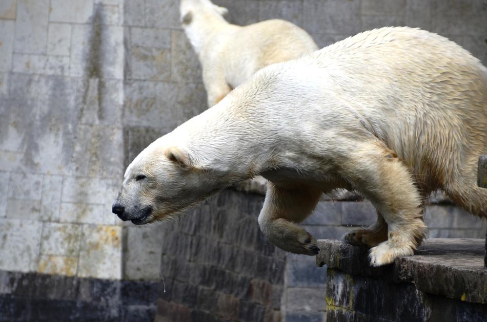 Polar Bear Jump