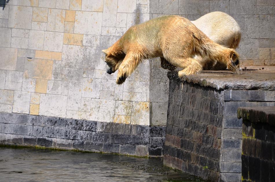 Polar Bear Jump Pike